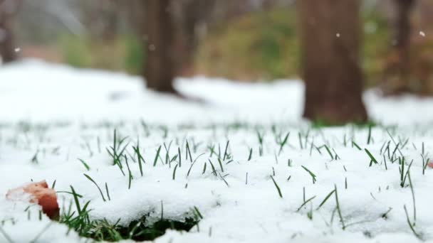 Första Hösten Faller Snö Det Färgglada Gröna Gräset Slow Motion — Stockvideo