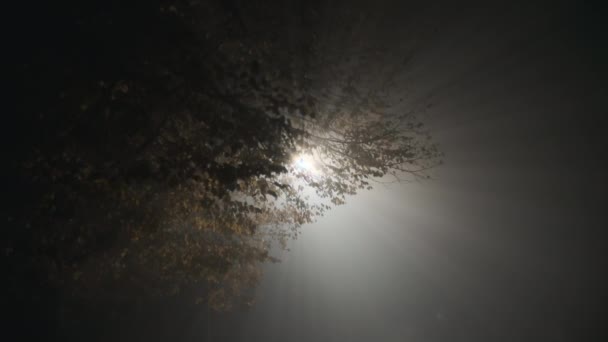 Δέντρο Έντονο Φως Μέσα Από Φύλλωμα Στο Δρόμο Της Πόλης — Αρχείο Βίντεο