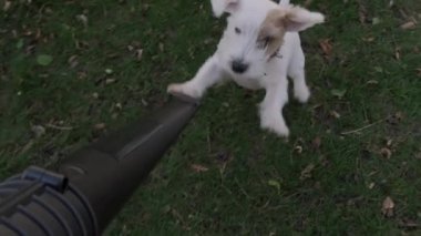 Bir köpek yaprak üfleyicisiyle oynar. Yüksek kalite 4k görüntü