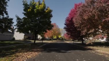 Parlak sarı ve kırmızı yapraklı ağaç sonbahar günü şehir caddesinde rüzgarla ve güneş ışığıyla sallanıyor. Yüksek kalite 4k görüntü