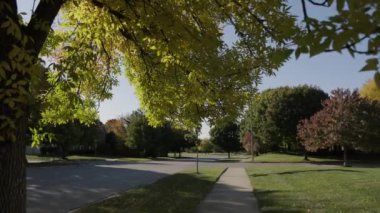 Parlak sarı ve kırmızı yapraklı ağaç sonbahar günü şehir caddesinde rüzgarla ve güneş ışığıyla sallanıyor. Yüksek kalite 4k görüntü