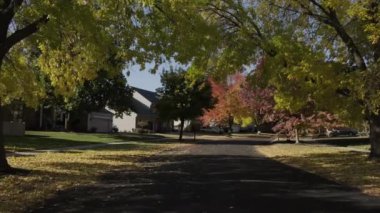 Parlak sarı ve kırmızı yapraklı ağaç sonbahar günü şehir caddesinde rüzgarla ve güneş ışığıyla sallanıyor. Yüksek kalite 4k görüntü