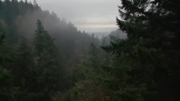 Dağlardaki Yağmurlu Hava Manzarası Çam Ağacı Ormanının Üzerinde Sis Esiyor — Stok video