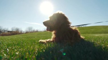 Yeşil çimlere uzanmış sevimli bir köpek. Şirin, karışık altın rengi köpek, altın güneş ışığıyla aydınlatılmış. Yüksek kalite 4k görüntü