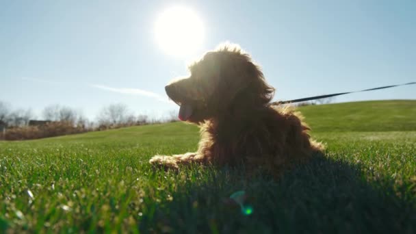 Schattige Hond Liggend Groen Gras Leuke Gemengde Goldendoodle Ras Hond — Stockvideo