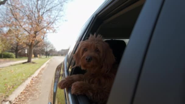 Cão Goldendoodle Olha Para Fora Janela Carro Que Está Movendo — Vídeo de Stock