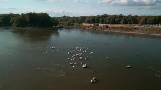Група Пеліканів Або Ескадра Плаває Разом Річці Високоякісні Кадри — стокове відео