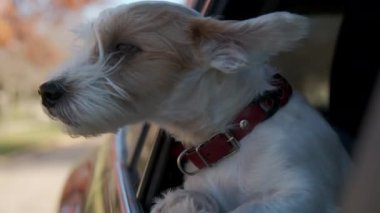 Jack Russel köpeği hareket eden arabanın camından dışarı bakar. Yüksek kalite 4k görüntü