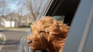 Goldendoodle köpeği hareket eden arabanın camından dışarı bakar. Yüksek kalite 4k görüntü