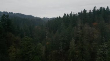 Dağlardaki yağmurlu hava manzarası. Çam ağacı ormanının üzerinde sis esiyor. - Evet. Yüksek kalite 4k görüntü