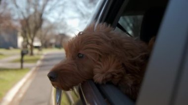 Goldendoodle köpeği hareket eden arabanın camından dışarı bakar. Yüksek kalite 4k görüntü