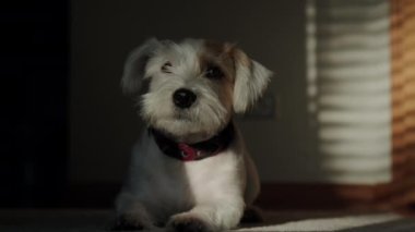 Jack Russell 'ın köpeği güneş ışığında yerde yatıyordu. Yüksek kalite 4k görüntü