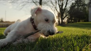 Şirin, sevimli, sevimli Jack Russell Terrier kuyruğunu çimenlerde sallıyor ve bir sopa çiğniyor. Görüntüleri kapat. Yüksek kalite 4k görüntü