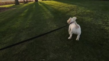 Jack Russell 'ın köpeği yürüyüşe çıktı. Yüksek kalite 4k görüntü