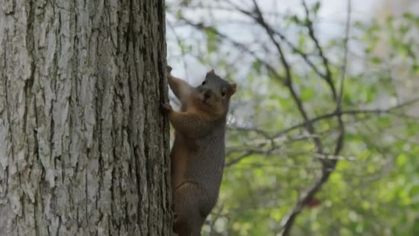 Parque Cidade Engraçado Roedor Esquilo Tronco Árvore Olhando Câmera Segurando — Vídeo de Stock