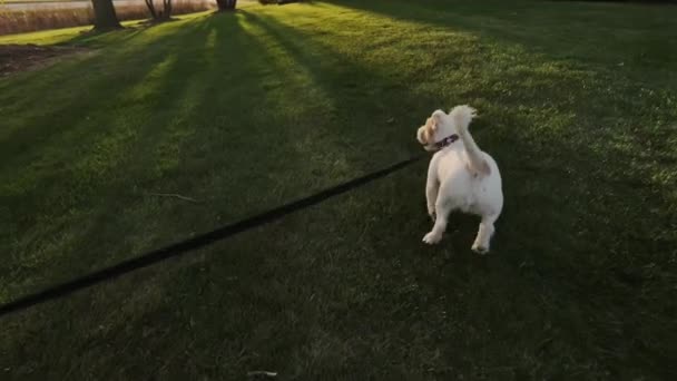 Pies Jack Russell Spacerze Wysokiej Jakości Materiał — Wideo stockowe