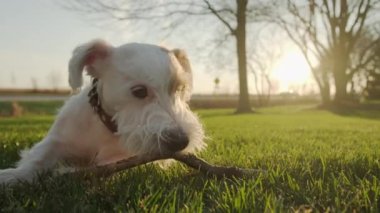 Şirin, sevimli, sevimli Jack Russell Terrier kuyruğunu çimenlerde sallıyor ve bir sopa çiğniyor. Görüntüleri kapat. Yüksek kalite 4k görüntü