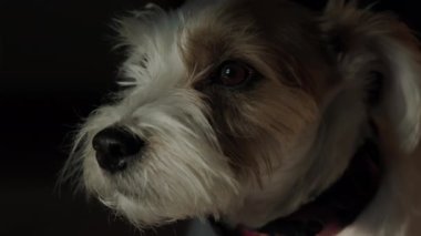 Jack Russell 'ın köpeği güneş ışığında yerde yatıyordu. Yüksek kalite 4k görüntü