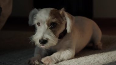 Jack Russell 'ın köpeği güneş ışığında yerde yatıyordu. Yüksek kalite 4k görüntü