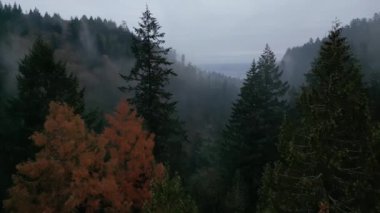 Dağlardaki yağmurlu hava manzarası. Çam ağacı ormanının üzerinde sis esiyor. - Evet. Yüksek kalite 4k görüntü