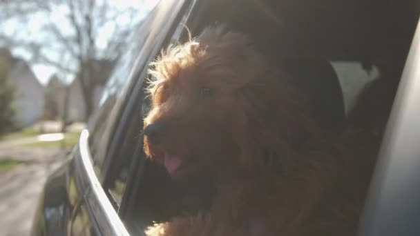 Cão Goldendoodle Olha Para Fora Janela Carro Que Está Movendo — Vídeo de Stock