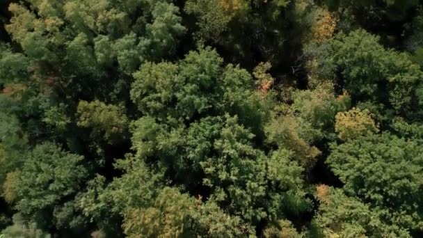 Ormanın Üst Hava Manzarasında Sonbaharın Başlarında Karışık Orman Yeşil Kozalaklı — Stok video