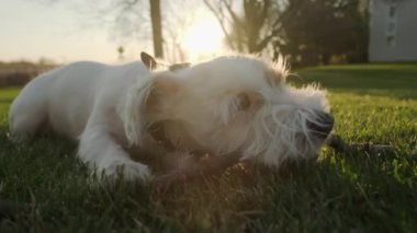 Şirin, sevimli, sevimli Jack Russell Terrier kuyruğunu çimenlerde sallıyor ve bir sopa çiğniyor. Görüntüleri kapat. Yüksek kalite 4k görüntü