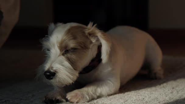Pies Jacka Russella Leżący Podłodze Domu Świetle Słonecznym Wysokiej Jakości — Wideo stockowe