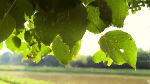 夏天有雨滴的绿叶在风中生长 高质量的4K镜头 — 图库视频影像