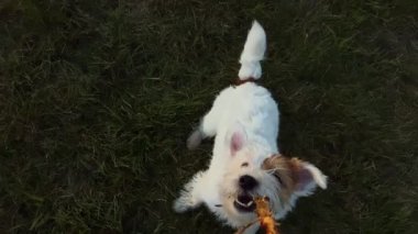 Adam bir akşam köpeğiyle açık havada oynuyor. Komik Jack Russell Köpek Sıçrıyor ve Sahibine Tahta Sopa Isırıyor. Yüksek kalite 4k görüntü