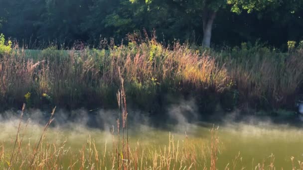 湖の近くの森の中で朝 太陽の光で湖を蒸し 高品質4K映像 — ストック動画