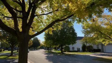 Parlak yeşil yaprakları olan ağaç yaz günü şehir caddesinde rüzgarla ve güneş ışığıyla sallanıyor. Yüksek kalite 4k görüntü