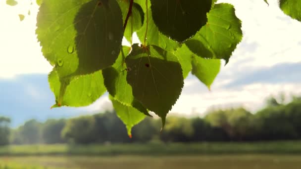 夏天有雨滴的绿叶在风中生长 高质量的4K镜头 — 图库视频影像