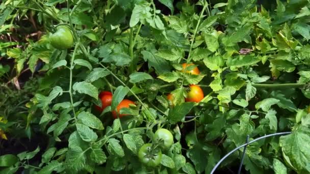 Verse Rode Tomaten Tak Biologische Landbouw Moestuin Een Zonnige Dag — Stockvideo