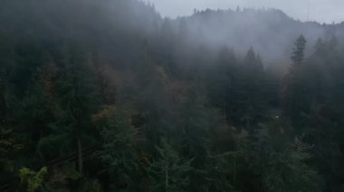 Dağlardaki yağmurlu hava manzarası. Çam ağacı ormanının üzerinde sis esiyor. - Evet. Yüksek kalite 4k görüntü