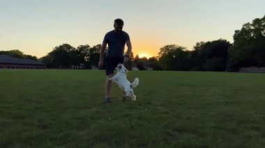 Adam bir akşam köpeğiyle açık havada oynuyor. Komik Jack Russell Köpek Sıçrıyor ve Sahibine Tahta Sopa Isırıyor. Yüksek kalite 4k görüntü