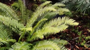 Büyük yeşil eğrelti otları ve hafif rüzgarda sallanan yapraklar. Yüksek kalite 4k görüntü