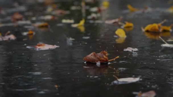 Дощ Падаючий Лист Асфальтній Дорозі Високоякісні Кадри — стокове відео
