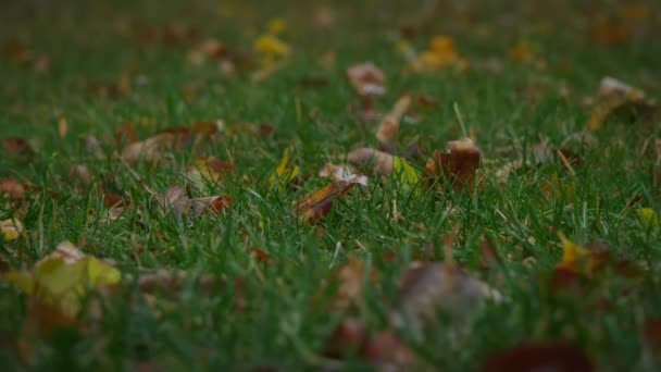 秋天的青草在雨中滴落 慢动作 高质量的4K镜头 — 图库视频影像