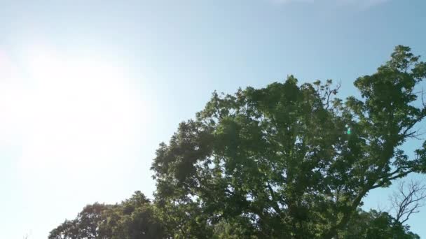Вид Деревья Снизу Вверх Кроны Деревьев Густом Лесу Солнечный День — стоковое видео