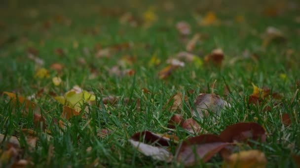 Herbstliches Gras Regentropfen Zeitlupe Hochwertiges Filmmaterial — Stockvideo