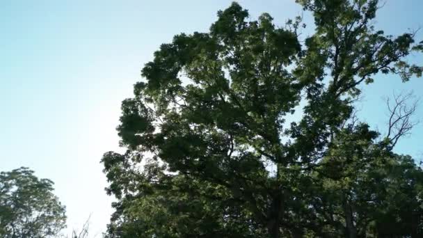 나무들의 꼭대기에서 나무들의 모습을 바라본다 고품질 — 비디오