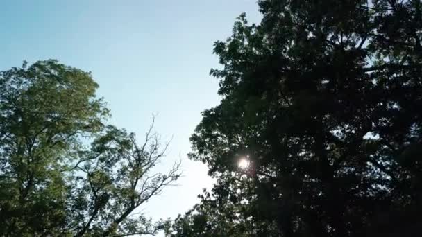 Pohled Stromy Zdola Nahoru Koruny Stromů Hustém Lese Slunečného Dne — Stock video