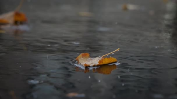 Raindrops Falling Leaf Asphalt Road High Quality Footage — Stock Video