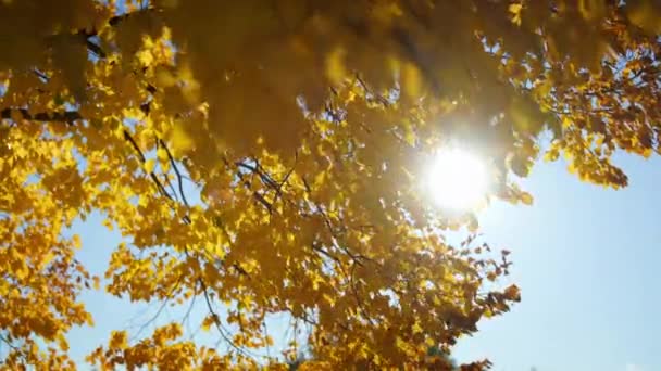 明るい黄色の葉を持つ木は 秋の朝に街の通りの葉を通して風と太陽の光で通ります 高品質4K映像 — ストック動画