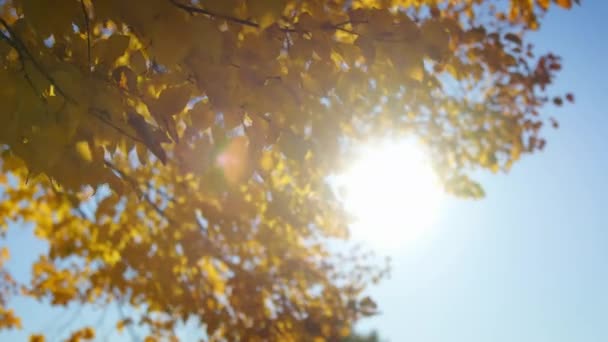 Baum Mit Leuchtend Gelben Blättern Schwankt Herbstmorgen Mit Wind Und — Stockvideo