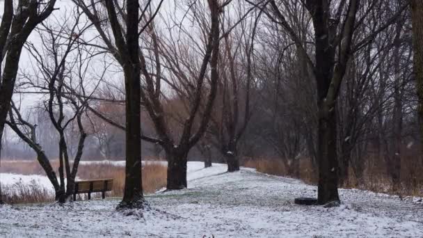 공원에서 겨울눈 폭풍의 속도가 했습니다 고품질 — 비디오