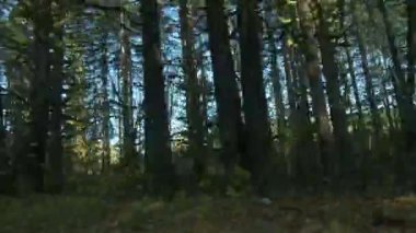 Oregon 'daki Yeşil Ormanlar Tarafından Bağlı Taşra Otoyolu' nun Pov manzarası. Yüksek kalite 4k görüntü