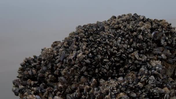 Wild Mussels Grow Rock Cannon Beach Oregon High Quality Footage — Vídeo de Stock