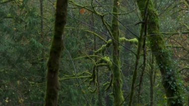 Oregon 'daki yemyeşil ve güzel bir sonbahar ormanında ilerliyoruz. Yüksek kalite 4k görüntü